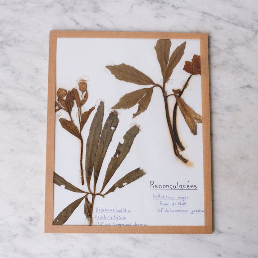 Art Galerie elsie green | Pressed Botanical Specimen No. 238