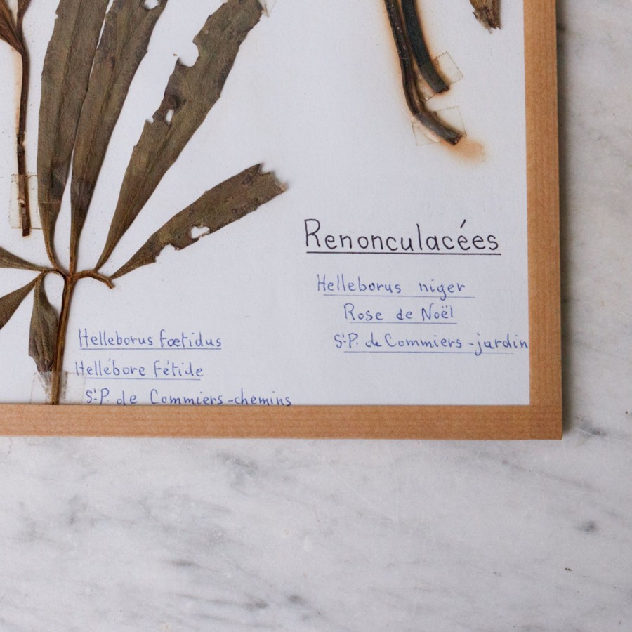 Art Galerie elsie green | Pressed Botanical Specimen No. 238