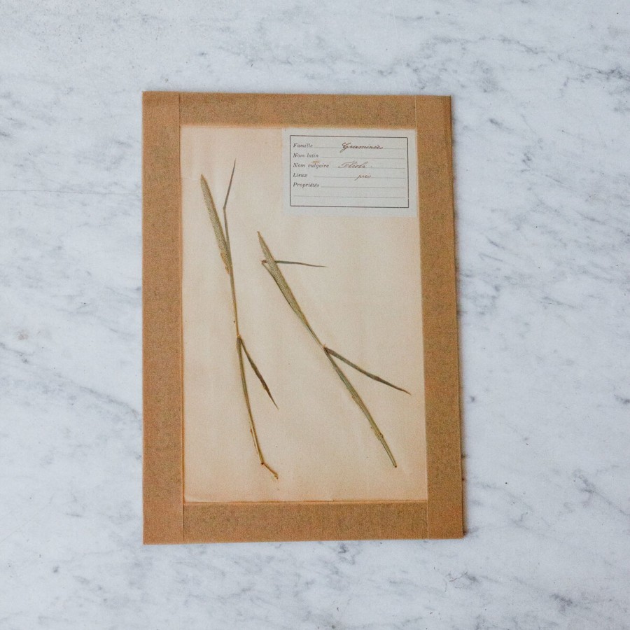 Art Galerie elsie green | Pressed Botanical Specimen No. 211