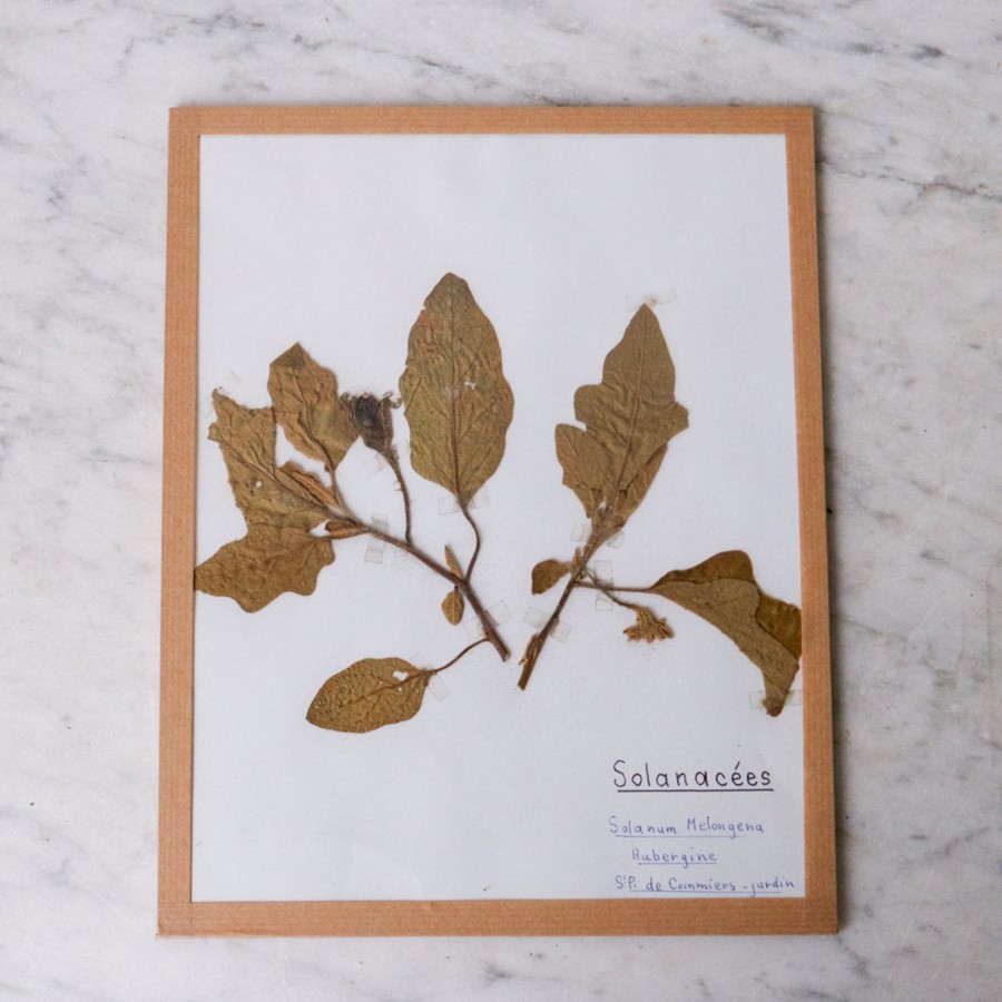 Art Galerie elsie green | Pressed Botanical Specimen No. 250