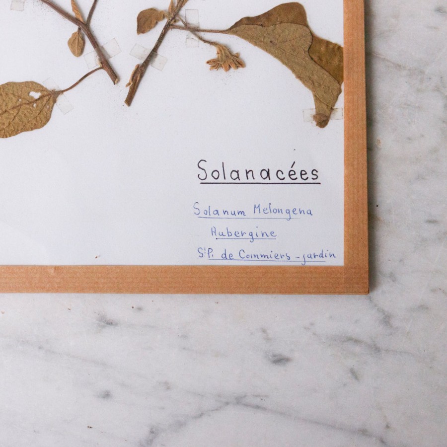 Art Galerie elsie green | Pressed Botanical Specimen No. 250