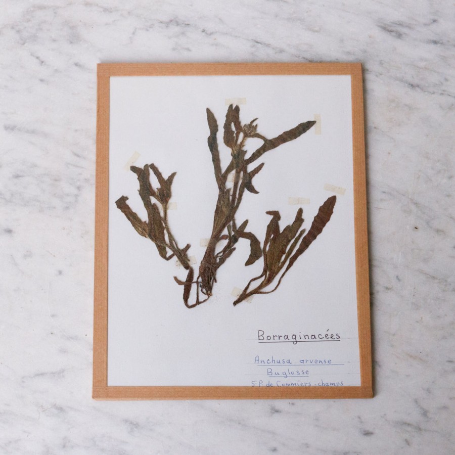 Art Galerie elsie green | Pressed Botanical Specimen No. 221