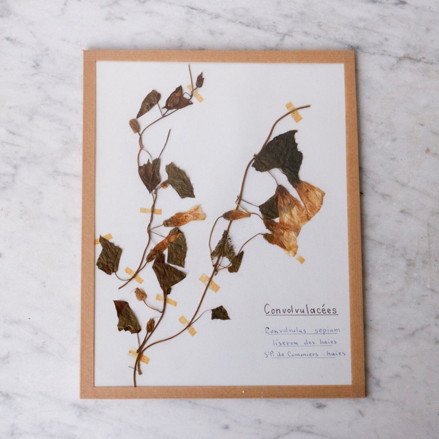 Art Galerie elsie green | Pressed Botanical Specimen No. 215