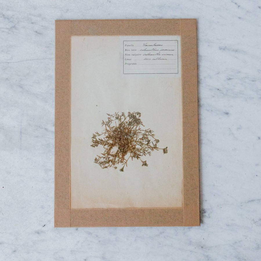 Art Galerie elsie green | Pressed Botanical Specimen No. 206