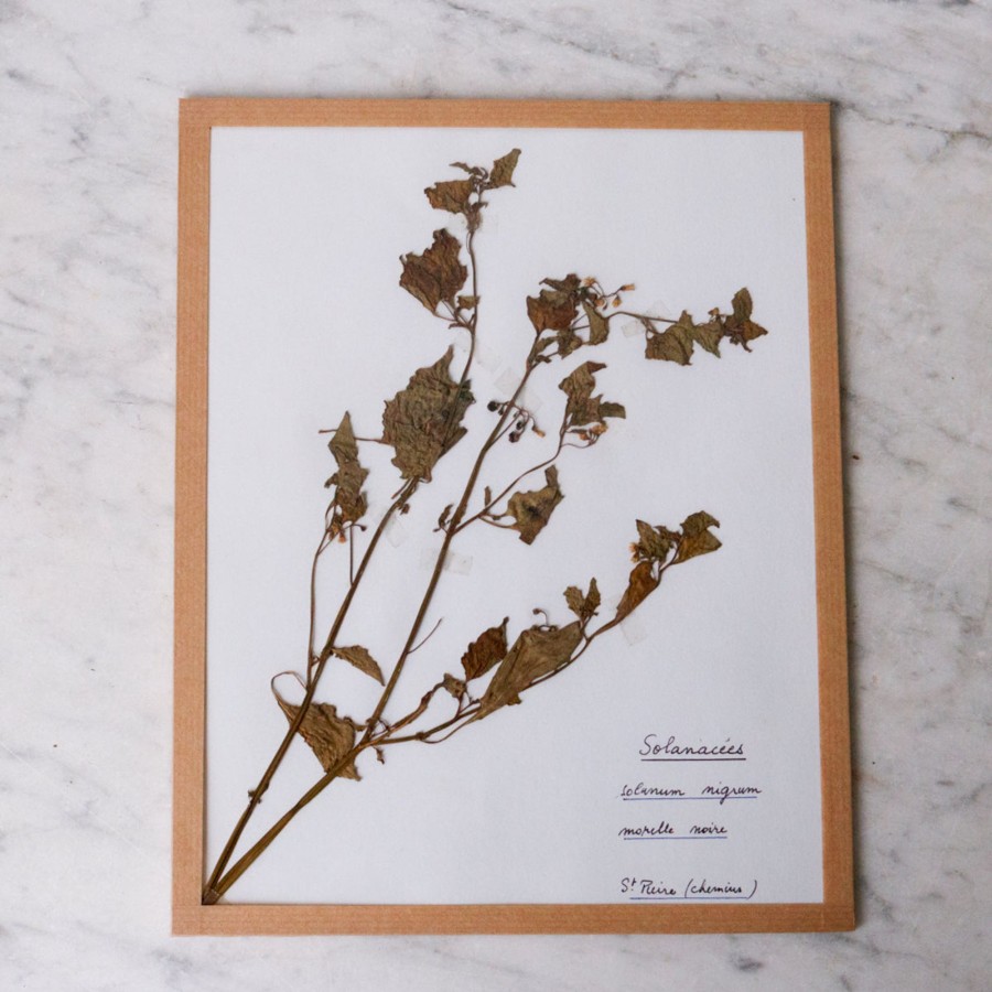 Art Galerie elsie green | Pressed Botanical Specimen No. 251