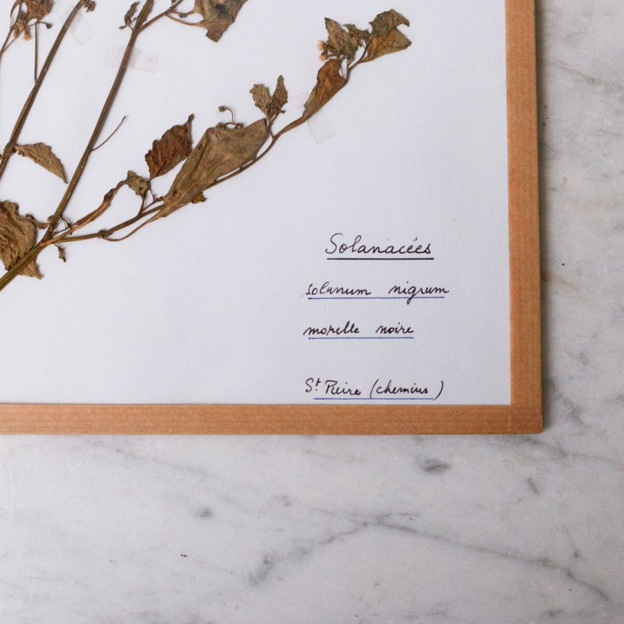 Art Galerie elsie green | Pressed Botanical Specimen No. 251