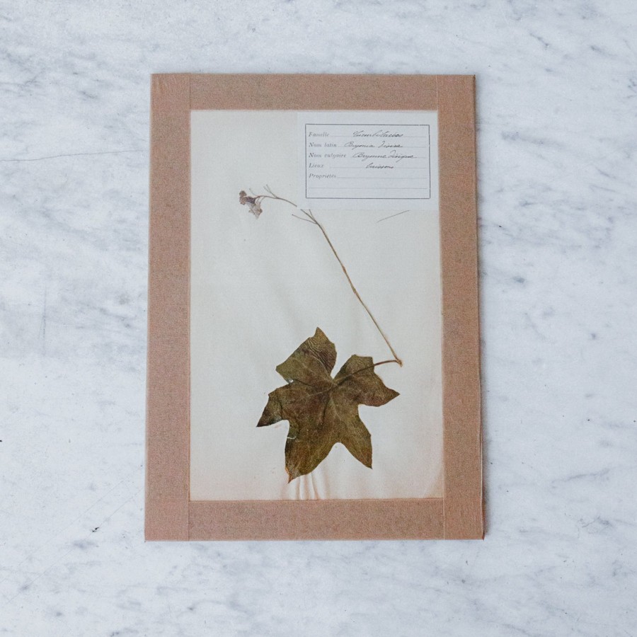 Art Galerie elsie green | Pressed Botanical Specimen No. 207