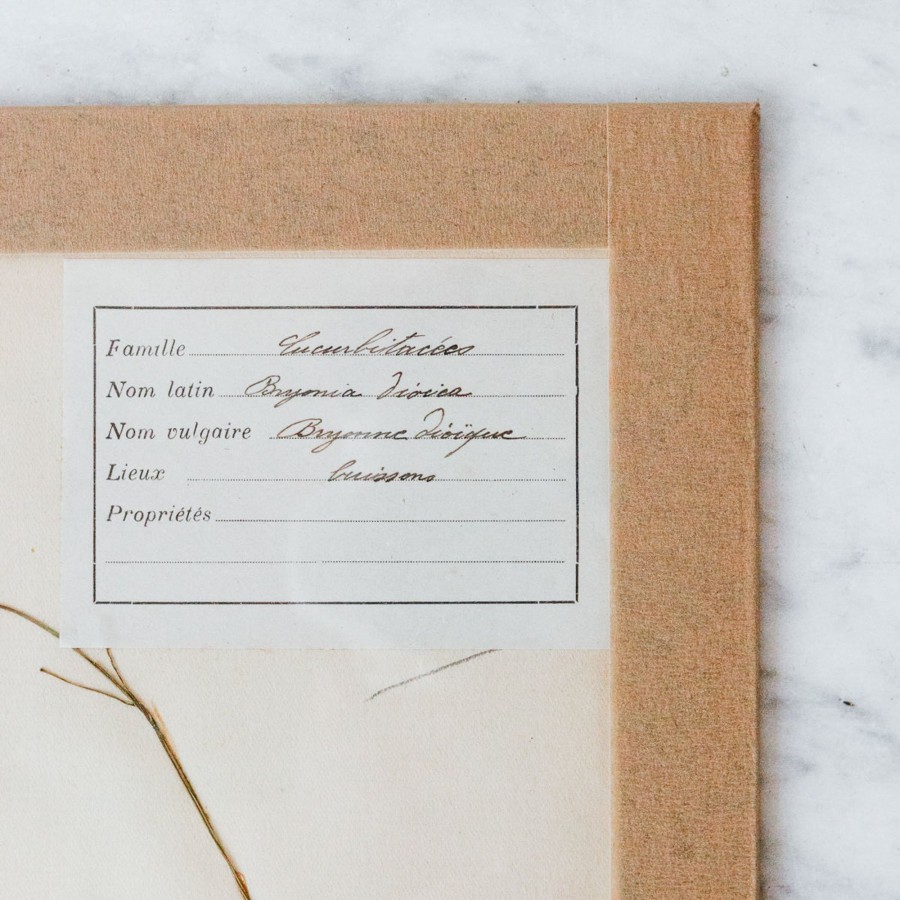 Art Galerie elsie green | Pressed Botanical Specimen No. 207