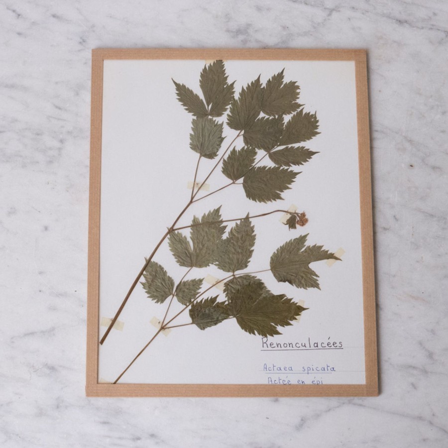 Art Galerie elsie green | Pressed Botanical Specimen No. 260