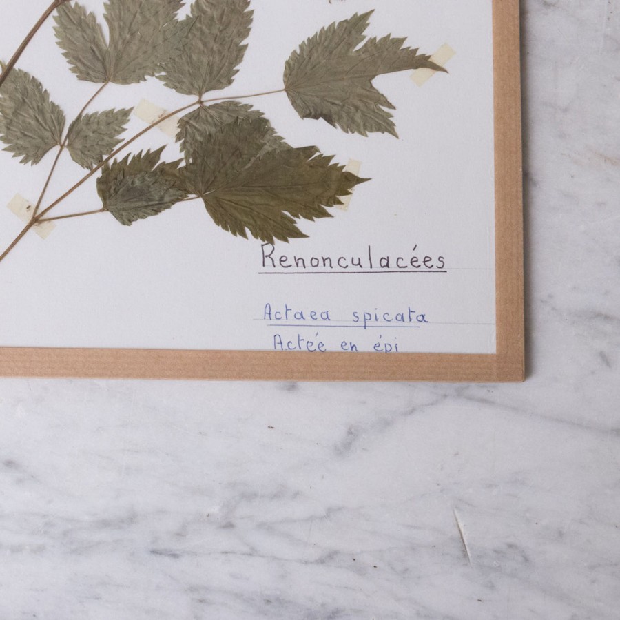 Art Galerie elsie green | Pressed Botanical Specimen No. 260