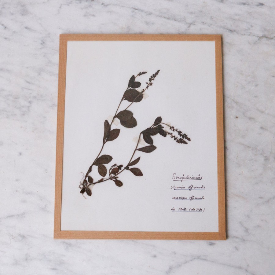 Art Galerie elsie green | Pressed Botanical Specimen No. 256