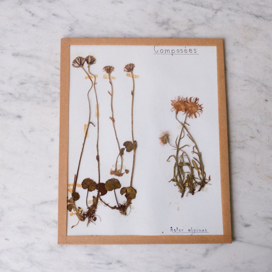 Art Galerie elsie green | Pressed Botanical Specimen No. 243