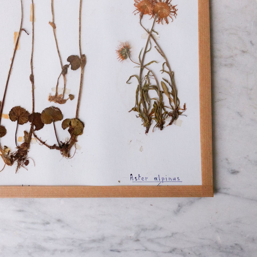 Art Galerie elsie green | Pressed Botanical Specimen No. 243