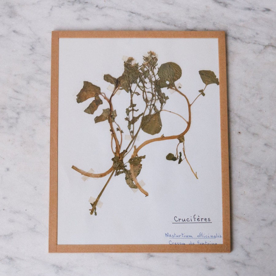 Art Galerie elsie green | Pressed Botanical Specimen No. 226