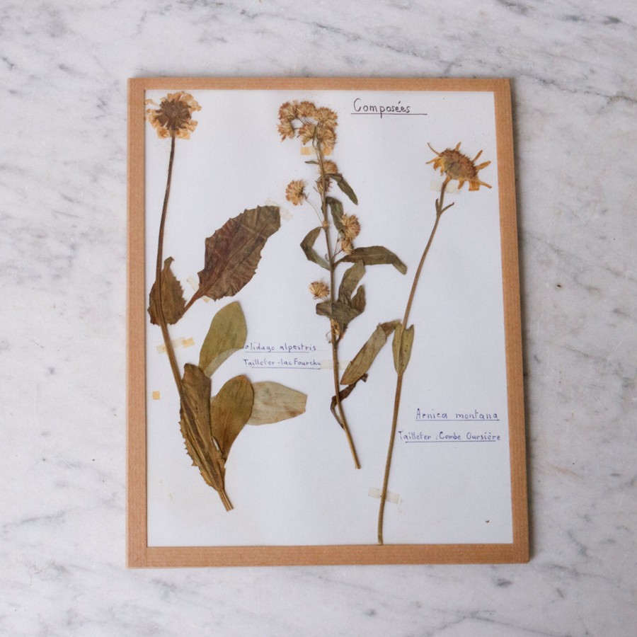 Art Galerie elsie green | Pressed Botanical Specimen No. 239