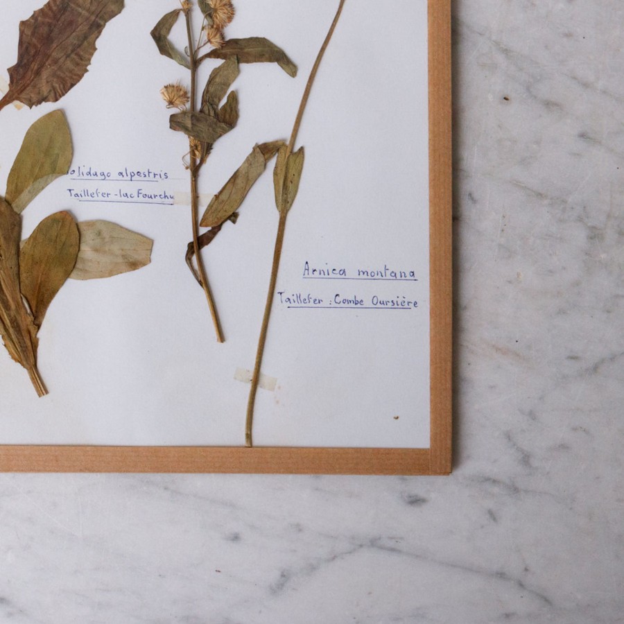 Art Galerie elsie green | Pressed Botanical Specimen No. 239