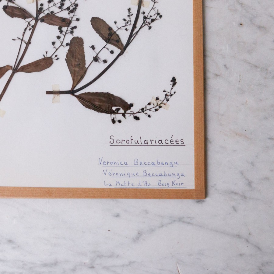 Art Galerie elsie green | Pressed Botanical Specimen No. 257