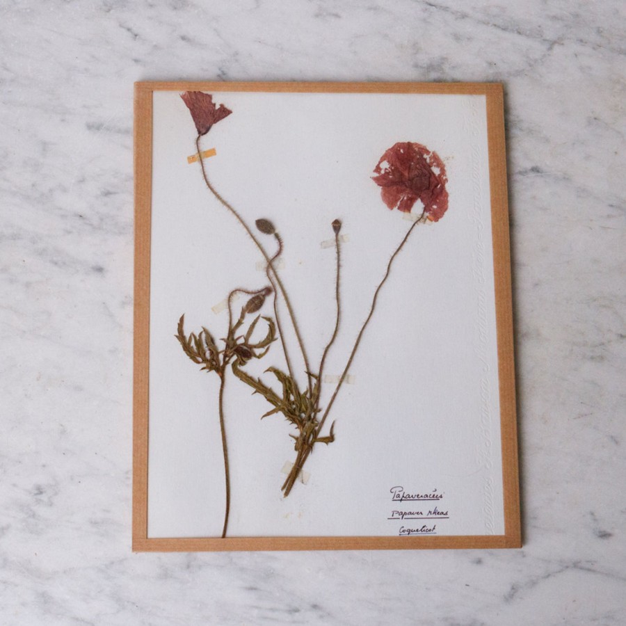 Art Galerie elsie green | Pressed Botanical Specimen No. 249