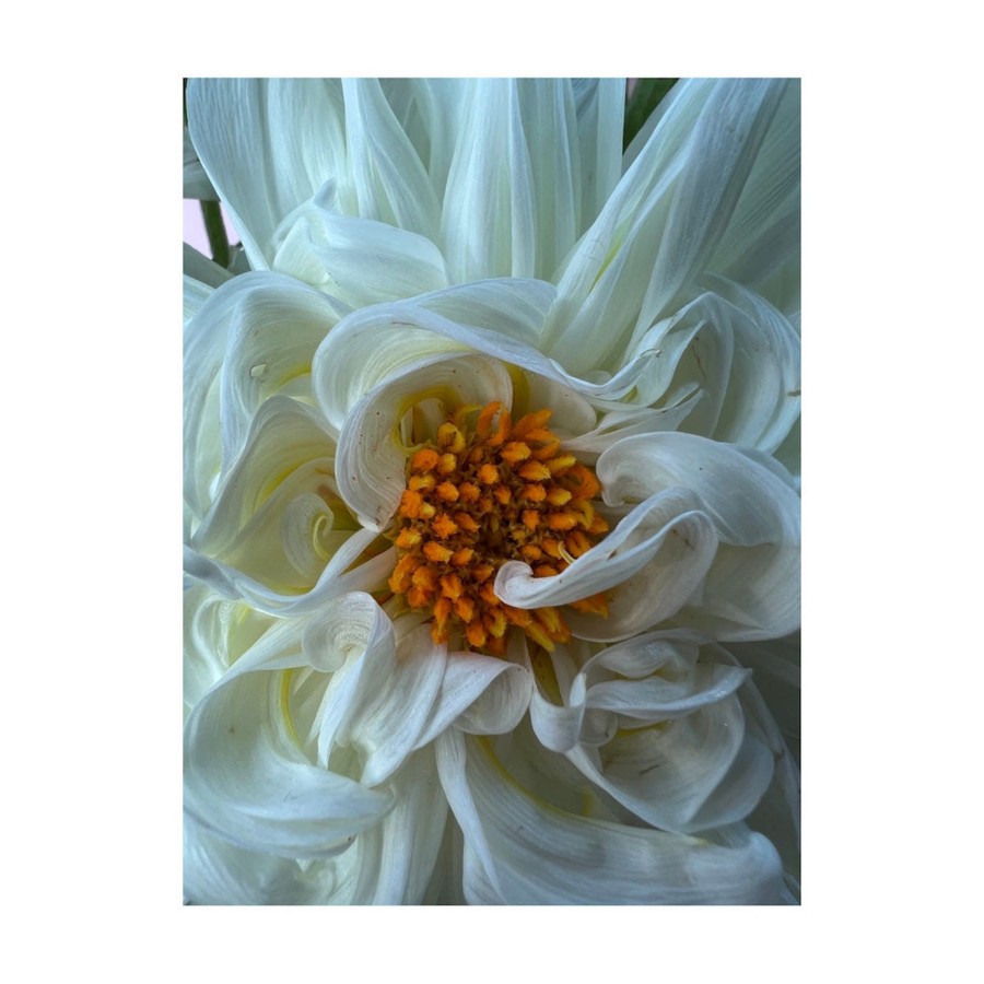 Art Galerie elsie green | White Dahlia Printed Photograph