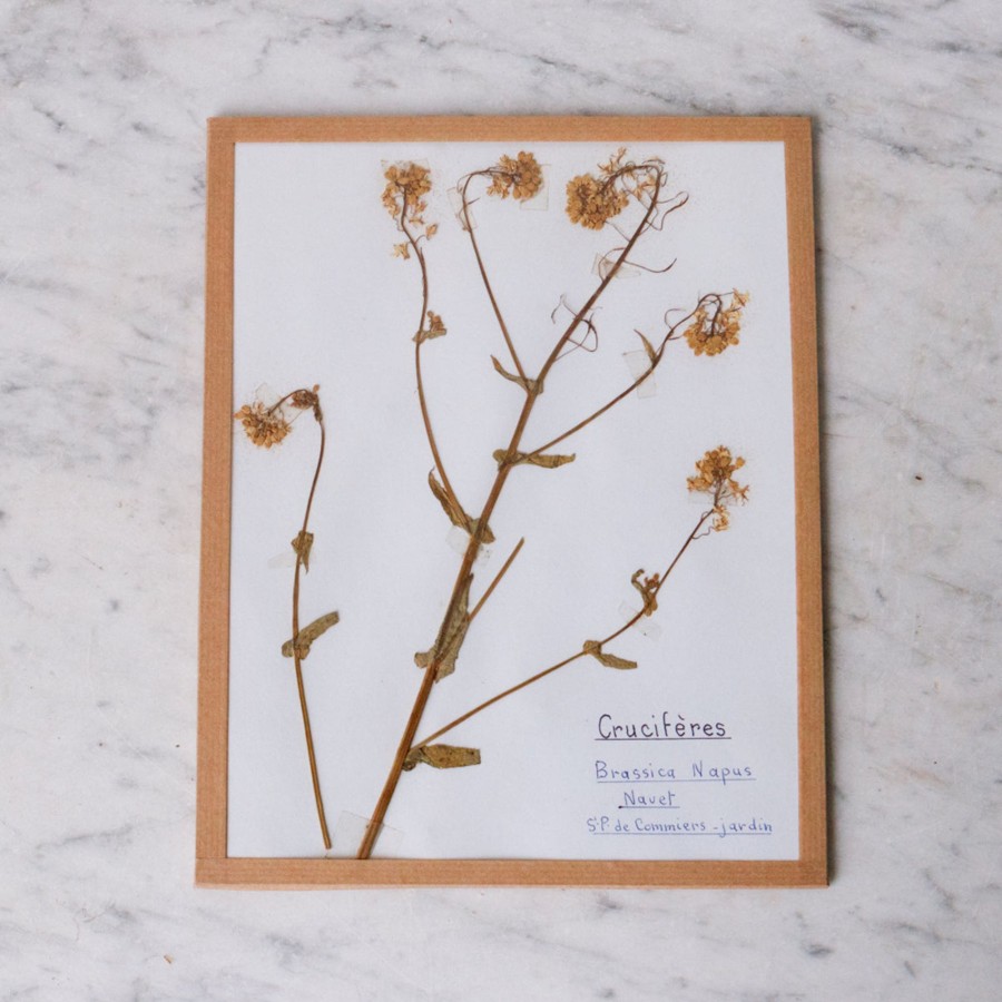 Art Galerie elsie green | Pressed Botanical Specimen No. 228