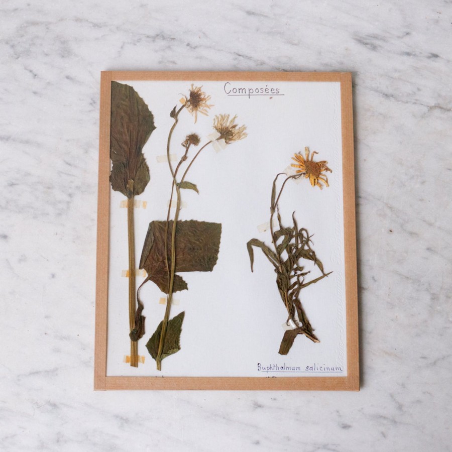 Art Galerie elsie green | Pressed Botanical Specimen No. 233