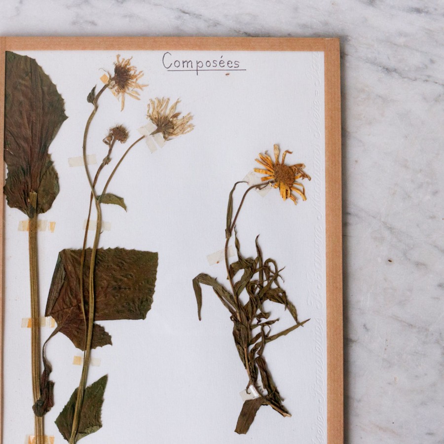 Art Galerie elsie green | Pressed Botanical Specimen No. 233