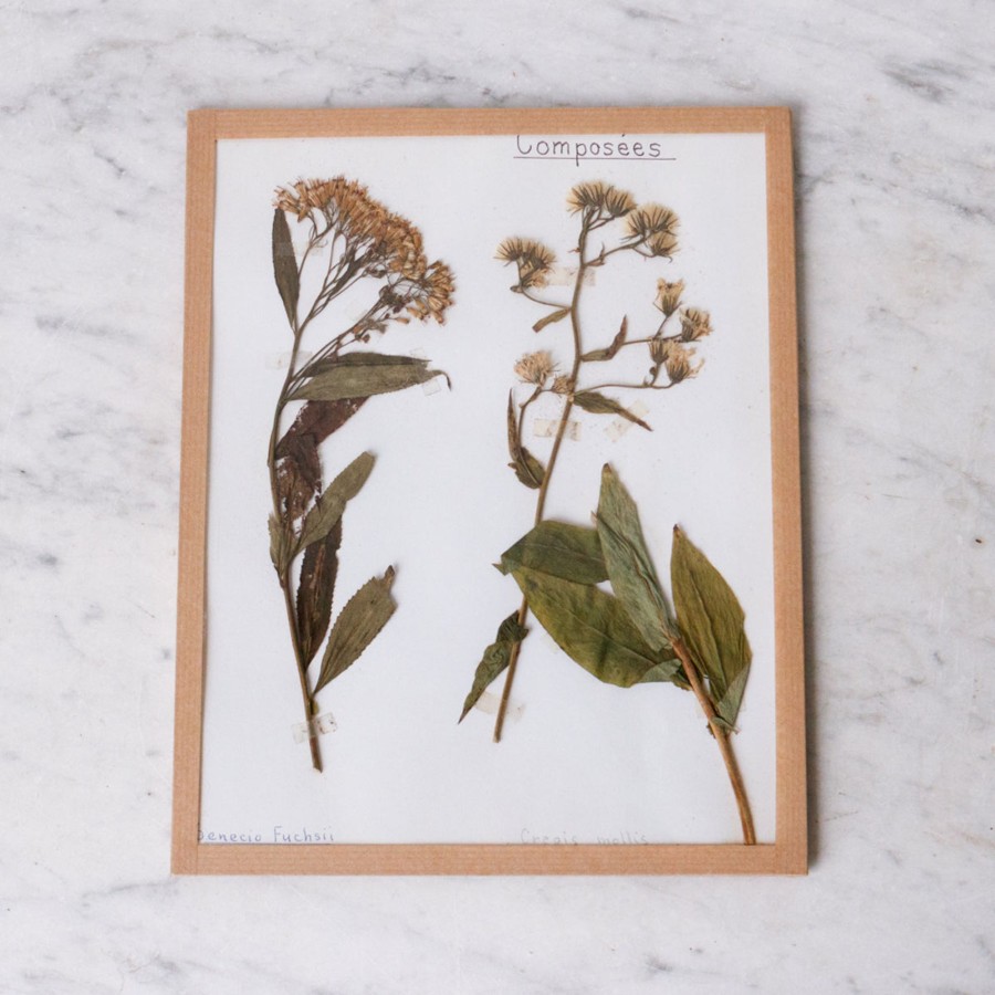 Art Galerie elsie green | Pressed Botanical Specimen No. 232