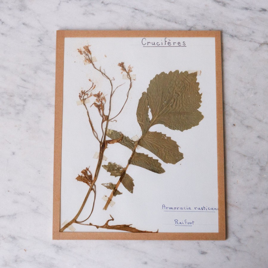 Art Galerie elsie green | Pressed Botanical Specimen No. 229