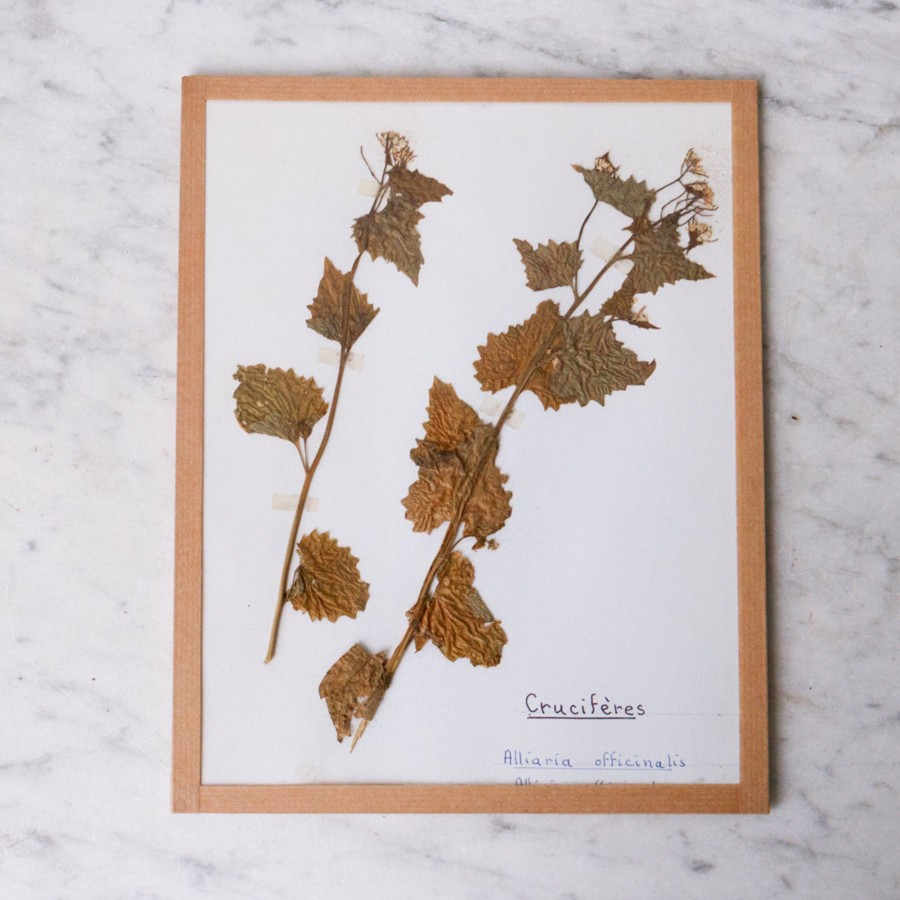 Art Galerie elsie green | Pressed Botanical Specimen No. 225