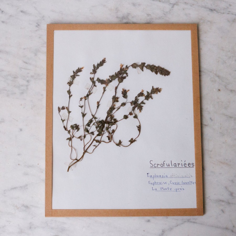 Art Galerie elsie green | Pressed Botanical Specimen No. 254