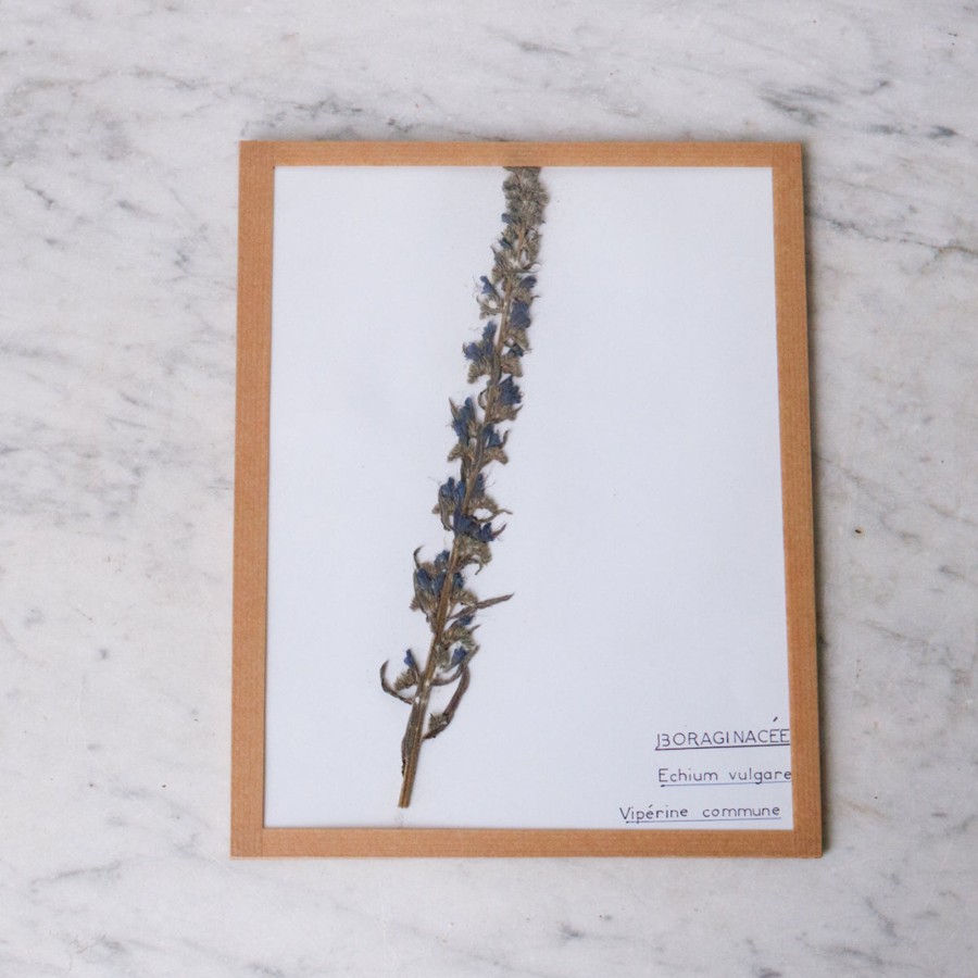 Art Galerie elsie green | Pressed Botanical Specimen No. 224