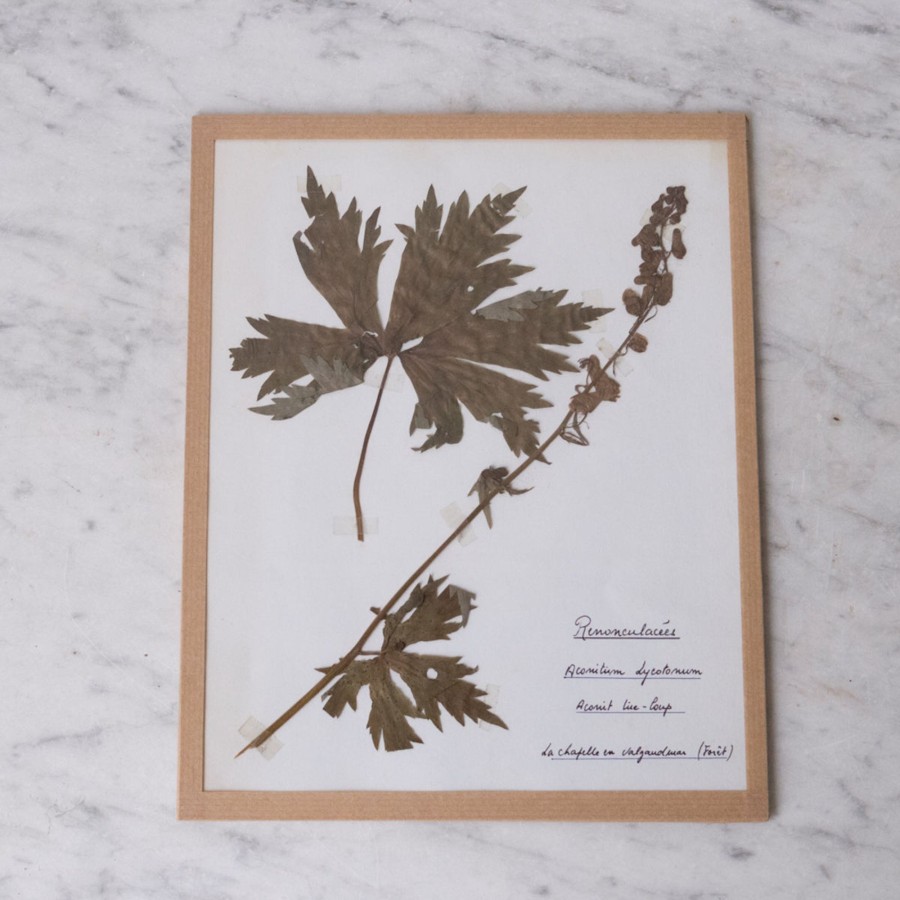 Art Galerie elsie green | Pressed Botanical Specimen No. 259