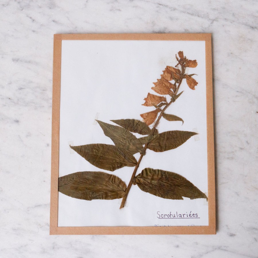 Art Galerie elsie green | Pressed Botanical Specimen No. 237