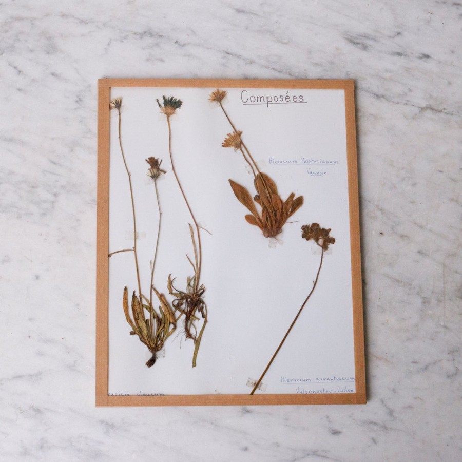 Art Galerie elsie green | Pressed Botanical Specimen No. 241