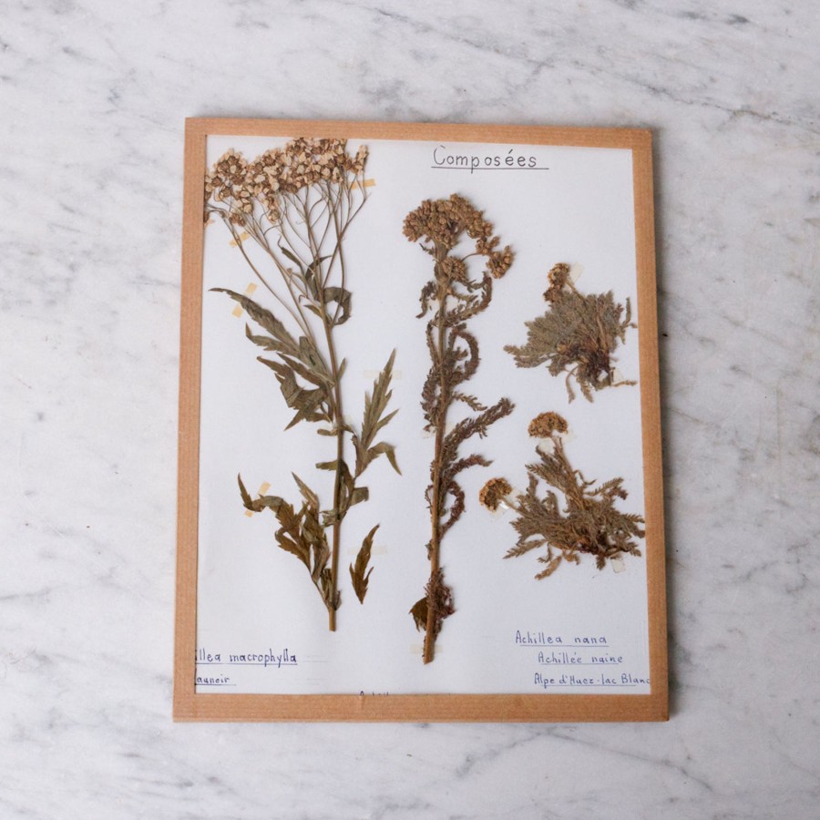 Art Galerie elsie green | Pressed Botanical Specimen No. 240