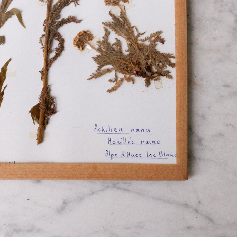 Art Galerie elsie green | Pressed Botanical Specimen No. 240