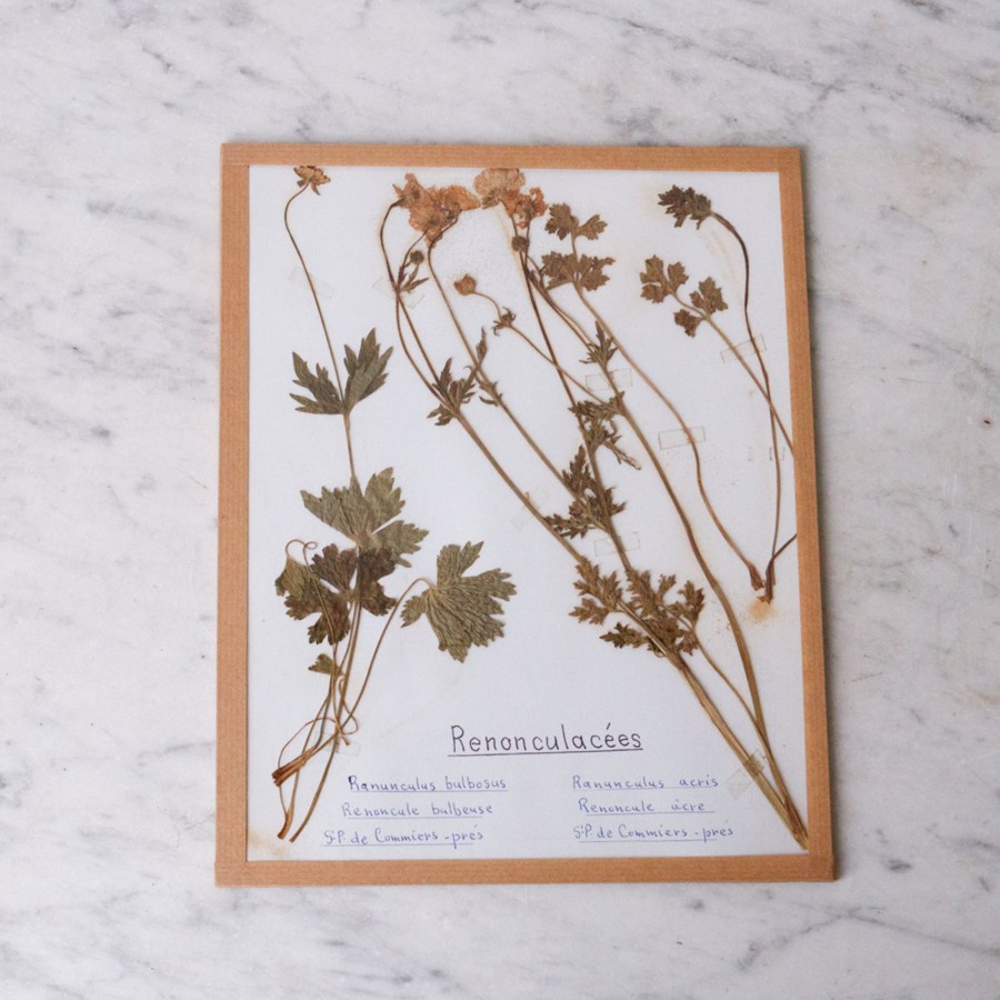 Art Galerie elsie green | Pressed Botanical Specimen No. 247