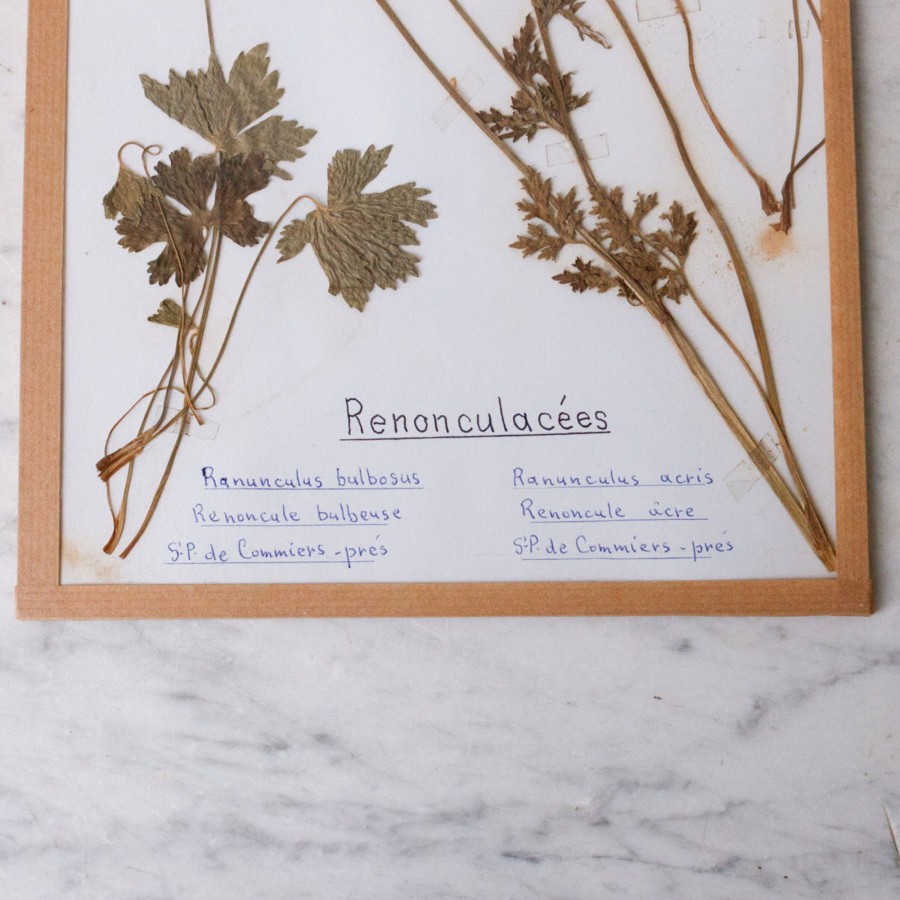 Art Galerie elsie green | Pressed Botanical Specimen No. 247