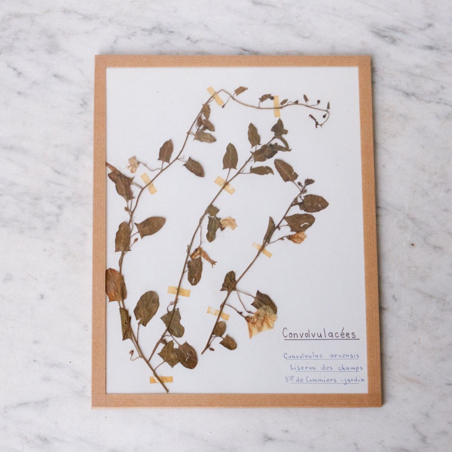 Art Galerie elsie green | Pressed Botanical Specimen No. 216