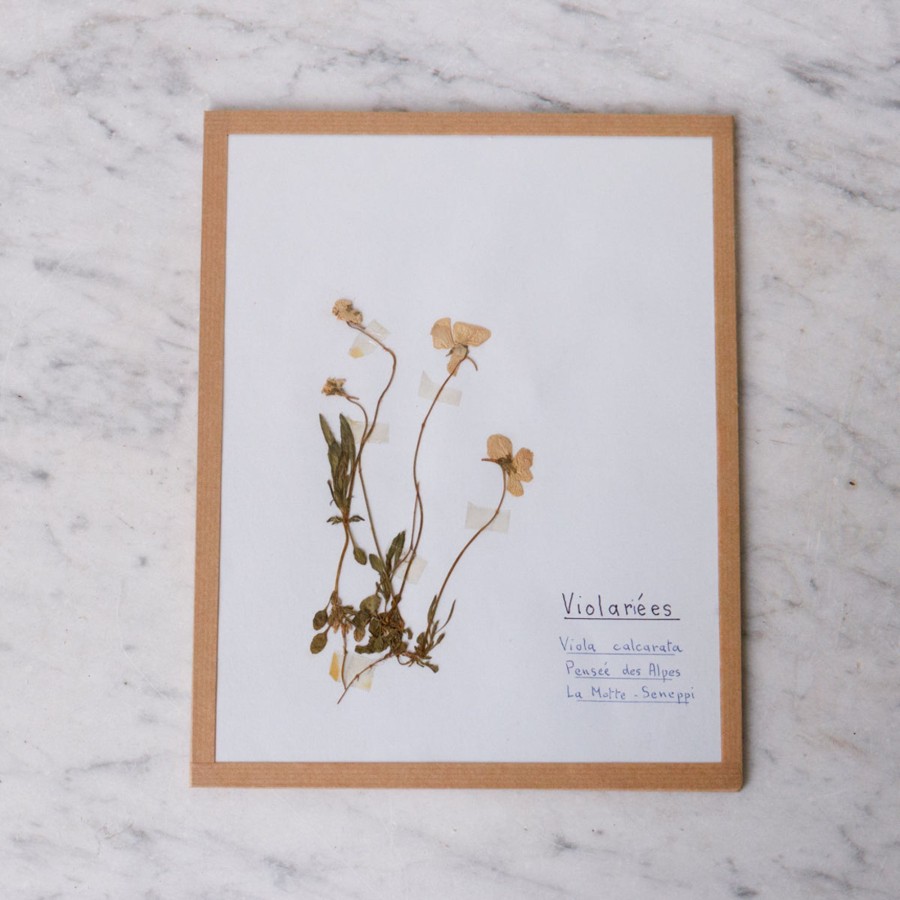 Art Galerie elsie green | Pressed Botanical Specimen No. 217