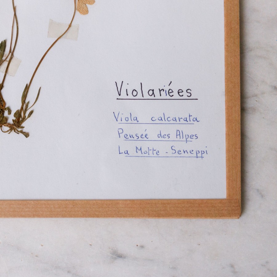 Art Galerie elsie green | Pressed Botanical Specimen No. 217