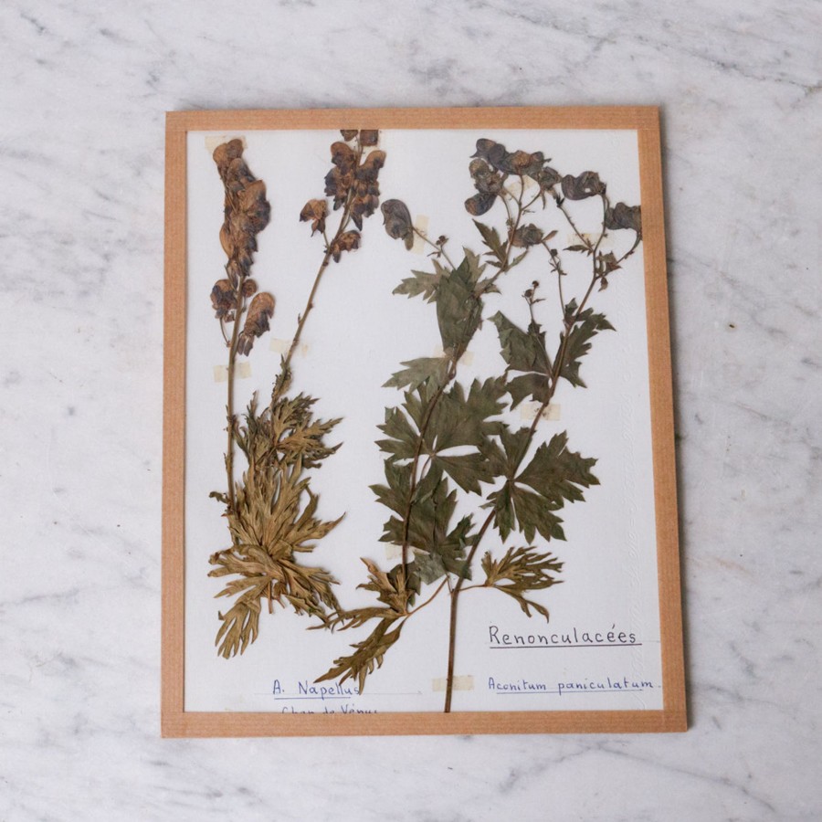 Art Galerie elsie green | Pressed Botanical Specimen No. 258