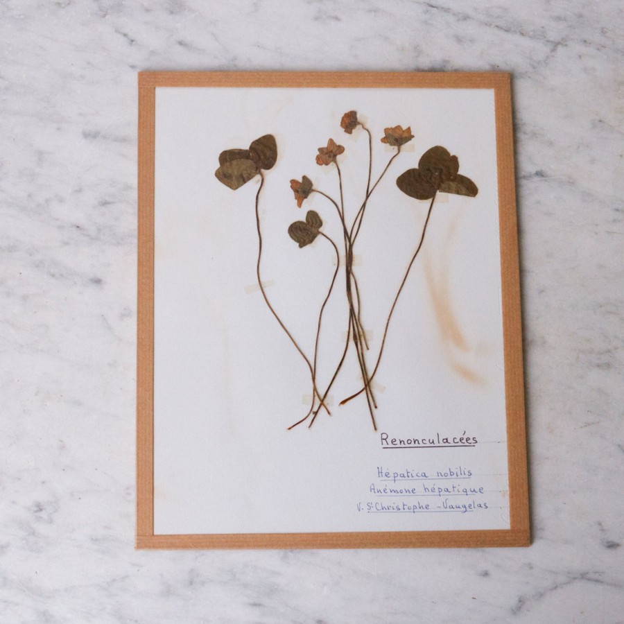 Art Galerie elsie green | Pressed Botanical Specimen No. 246