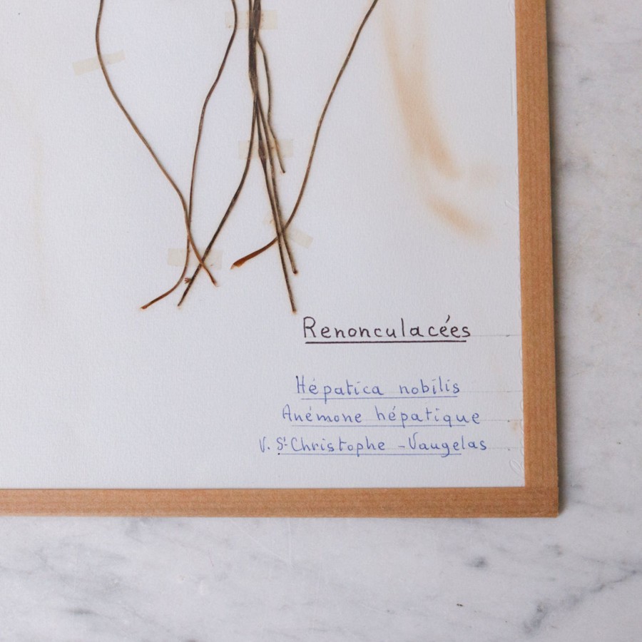 Art Galerie elsie green | Pressed Botanical Specimen No. 246