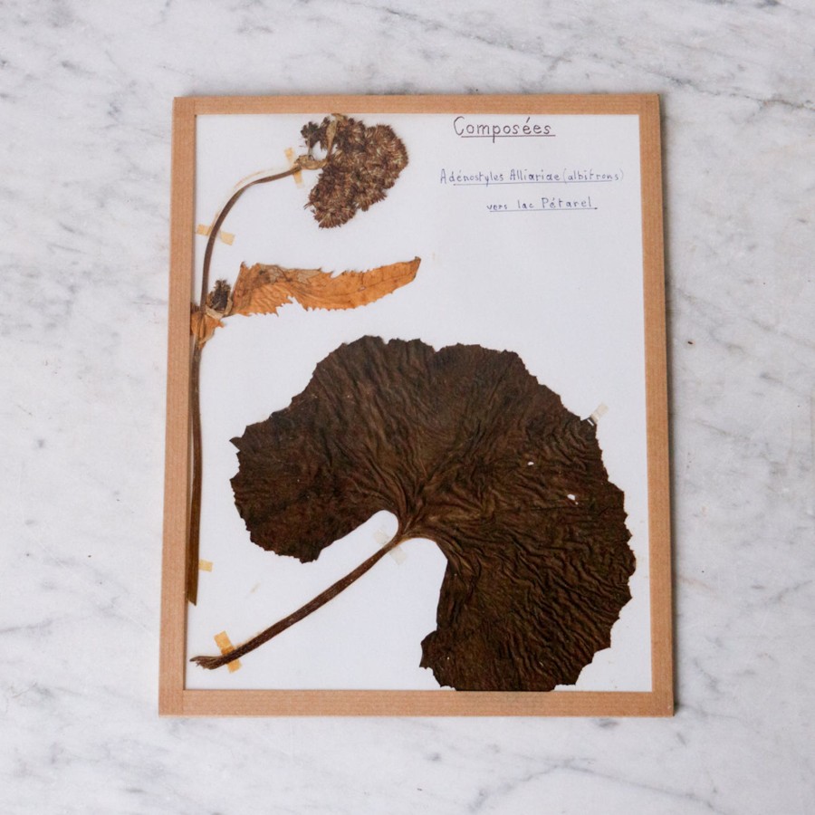 Art Galerie elsie green | Pressed Botanical Specimen No. 235