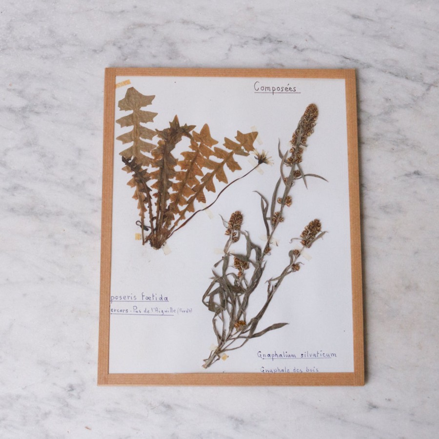 Art Galerie elsie green | Pressed Botanical Specimen No. 244