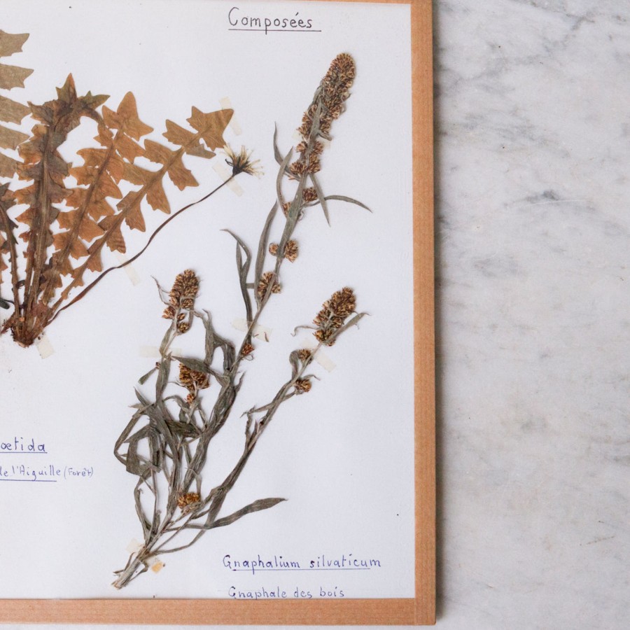 Art Galerie elsie green | Pressed Botanical Specimen No. 244