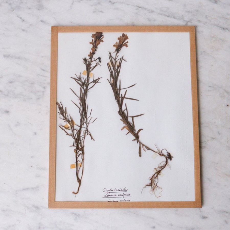 Art Galerie elsie green | Pressed Botanical Specimen No. 255