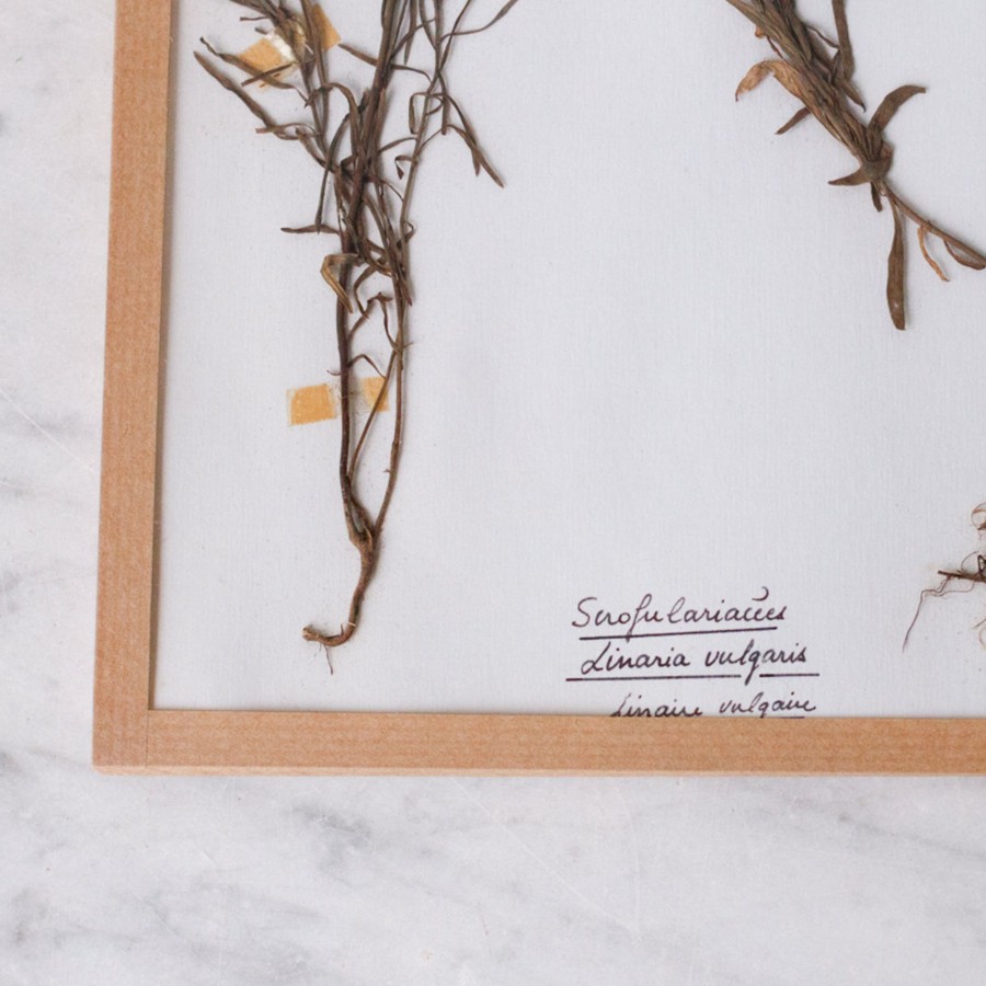 Art Galerie elsie green | Pressed Botanical Specimen No. 255