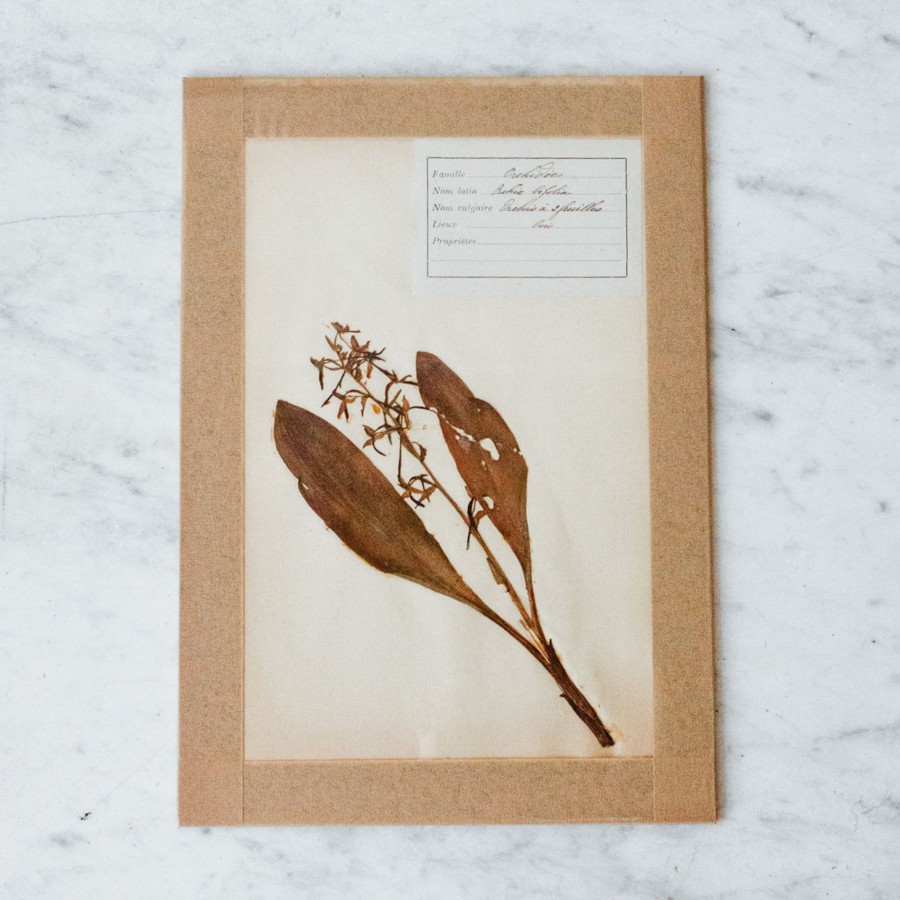 Art Galerie elsie green | Pressed Botanical Specimen No. 208